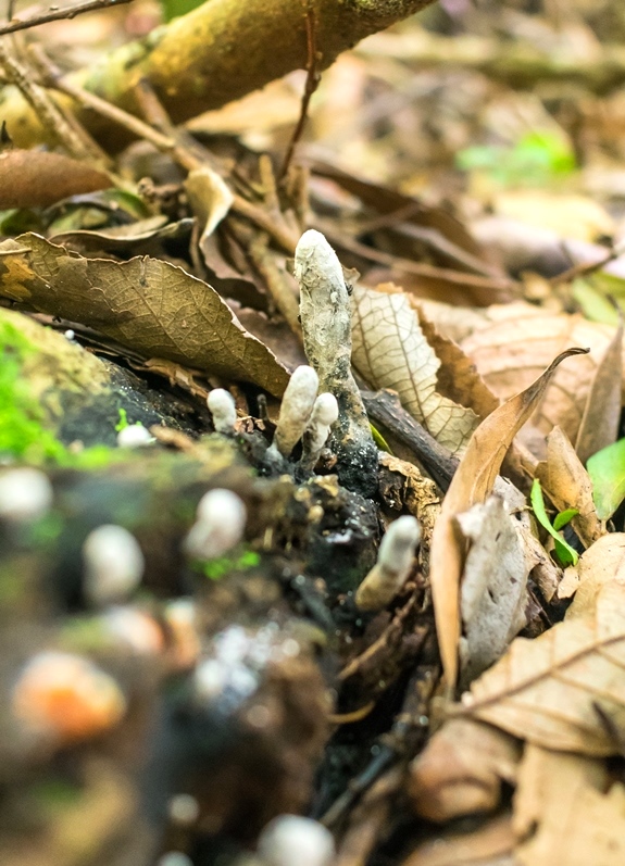 Fungos do gênero Xylaria