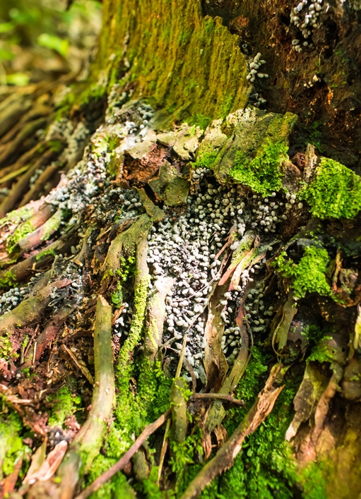 Fungos do gênero Xylaria