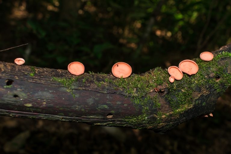 Cookeina speciosa | Fungo Taça de Elfo