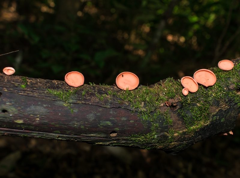 Cookeina speciosa na Serra Gaúcha