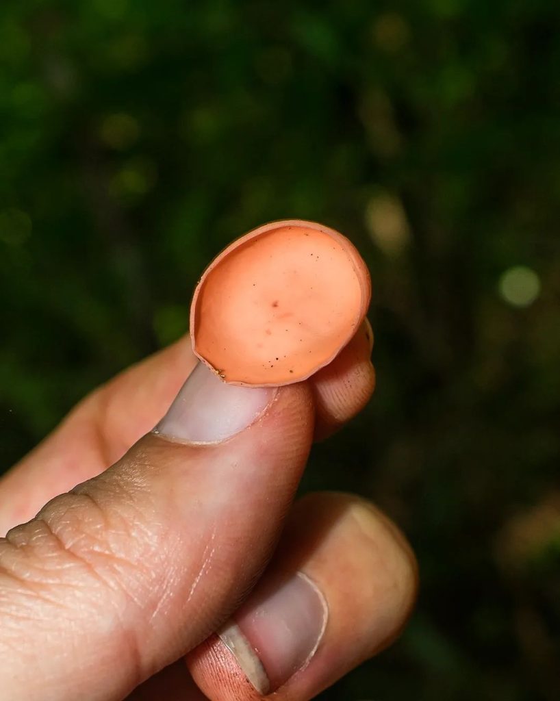 Cookeina speciosa na Serra Gaúcha