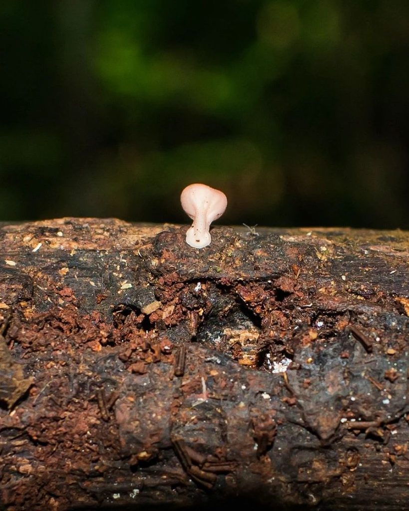 Cookeina speciosa