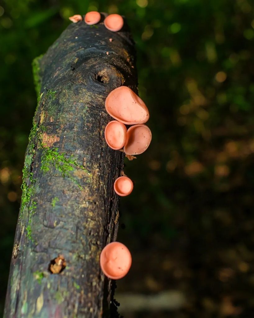 Cookeina speciosa na Serra Gaúcha