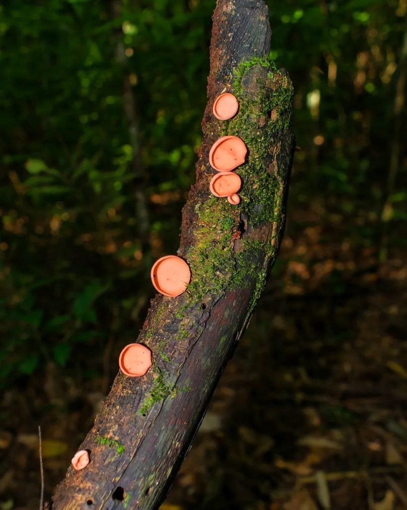 Cookeina speciosa na Serra Gaúcha