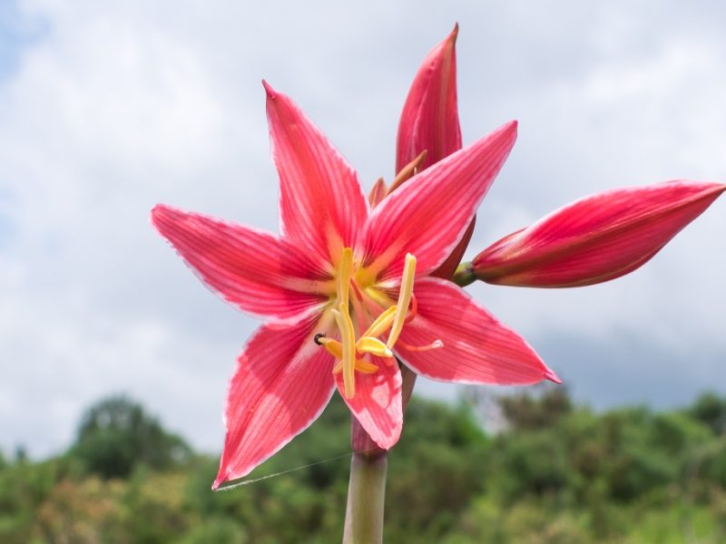 Hippeastrum breviflorum | Açucena-do-banhado