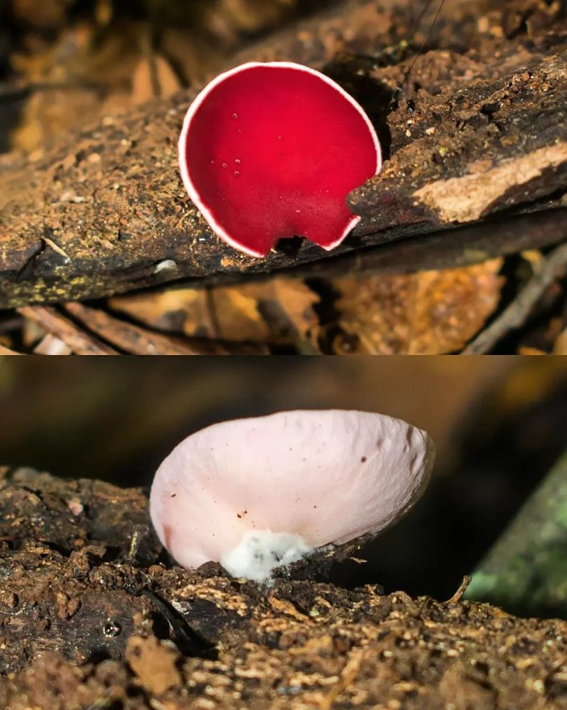 Phillipsia domingensis na Serra Gaúcha