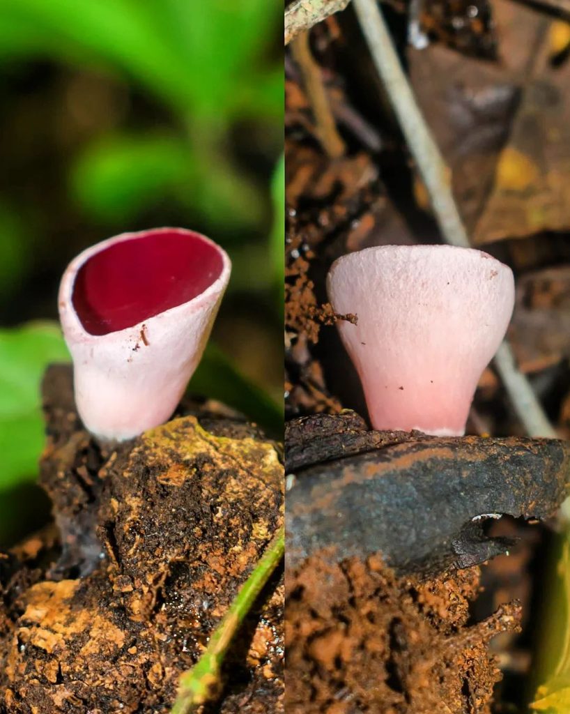 Phillipsia domingensis na Serra Gaúcha