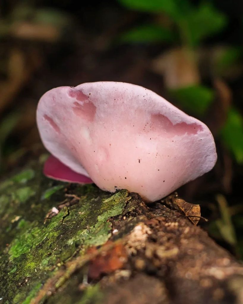 Phillipsia domingensis na Serra Gaúcha