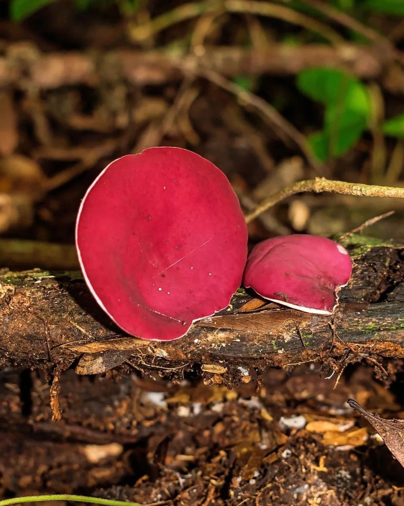 Phillipsia domingensis na Serra Gaúcha