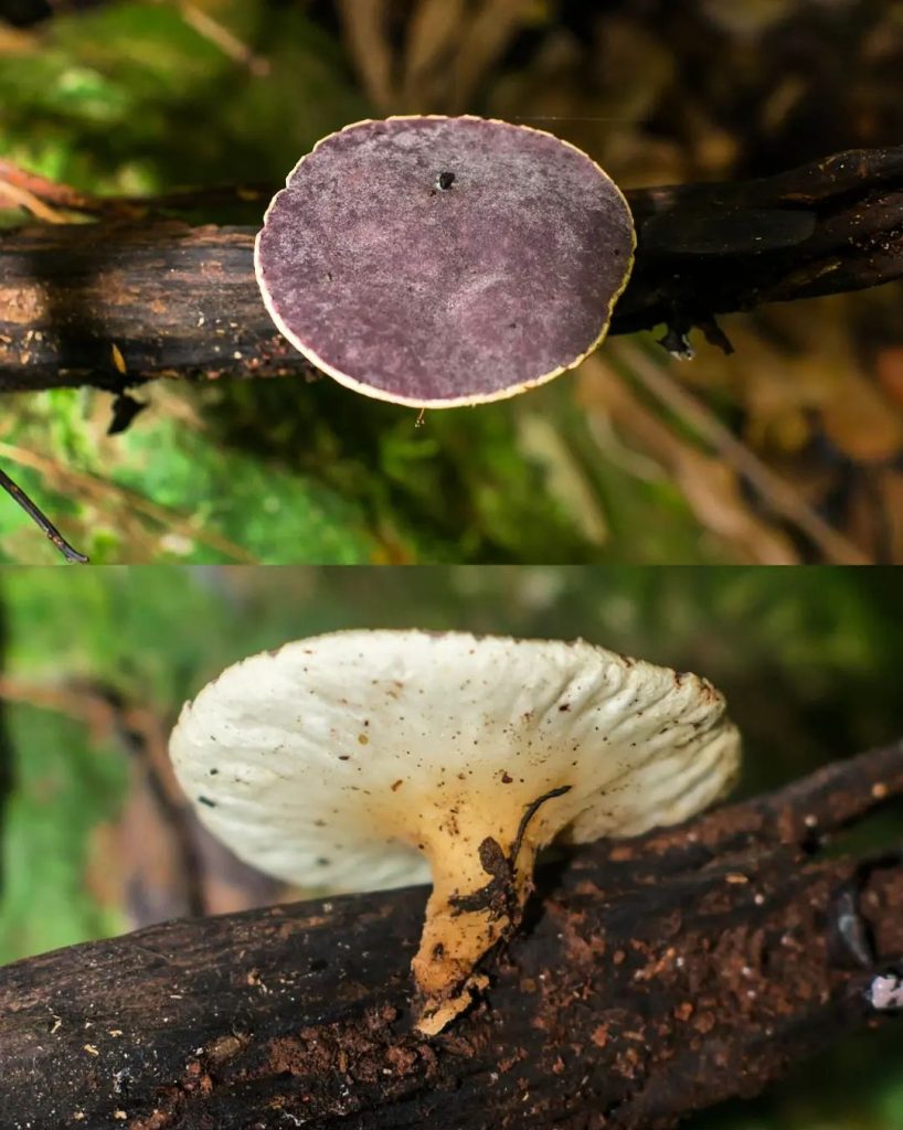 Fungo Phillipsia domingensis no Brasil