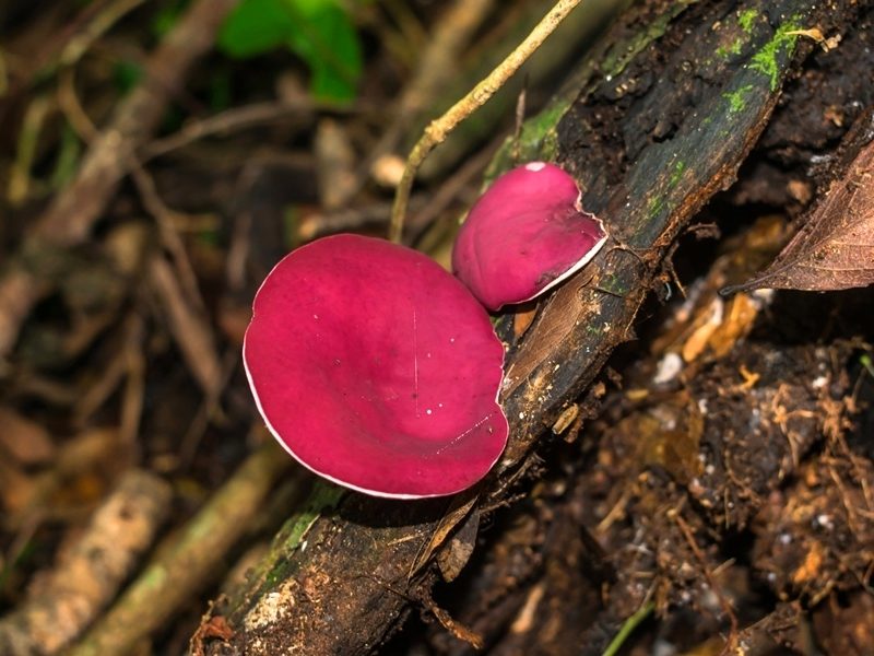 Phillipsia domingensis | Fungo comestível na Serra Gaúcha