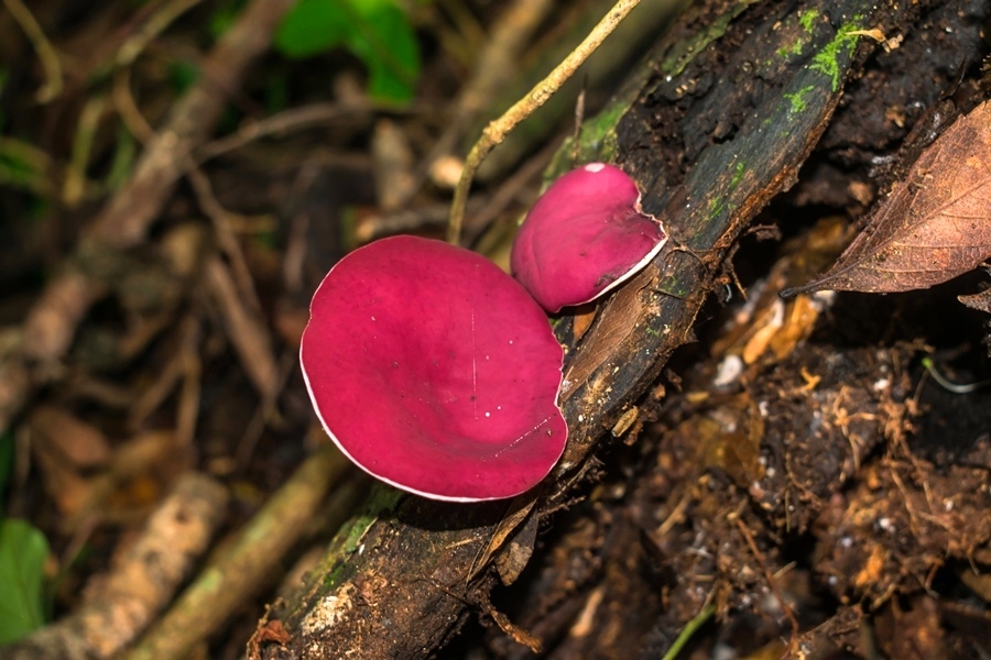 Phillipsia domingensis | Fungo comestível na Serra Gaúcha