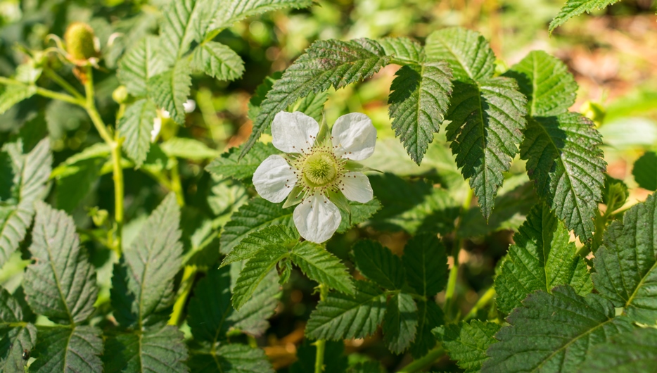 Flor de Rubus rosifolius, framboesa silvestre