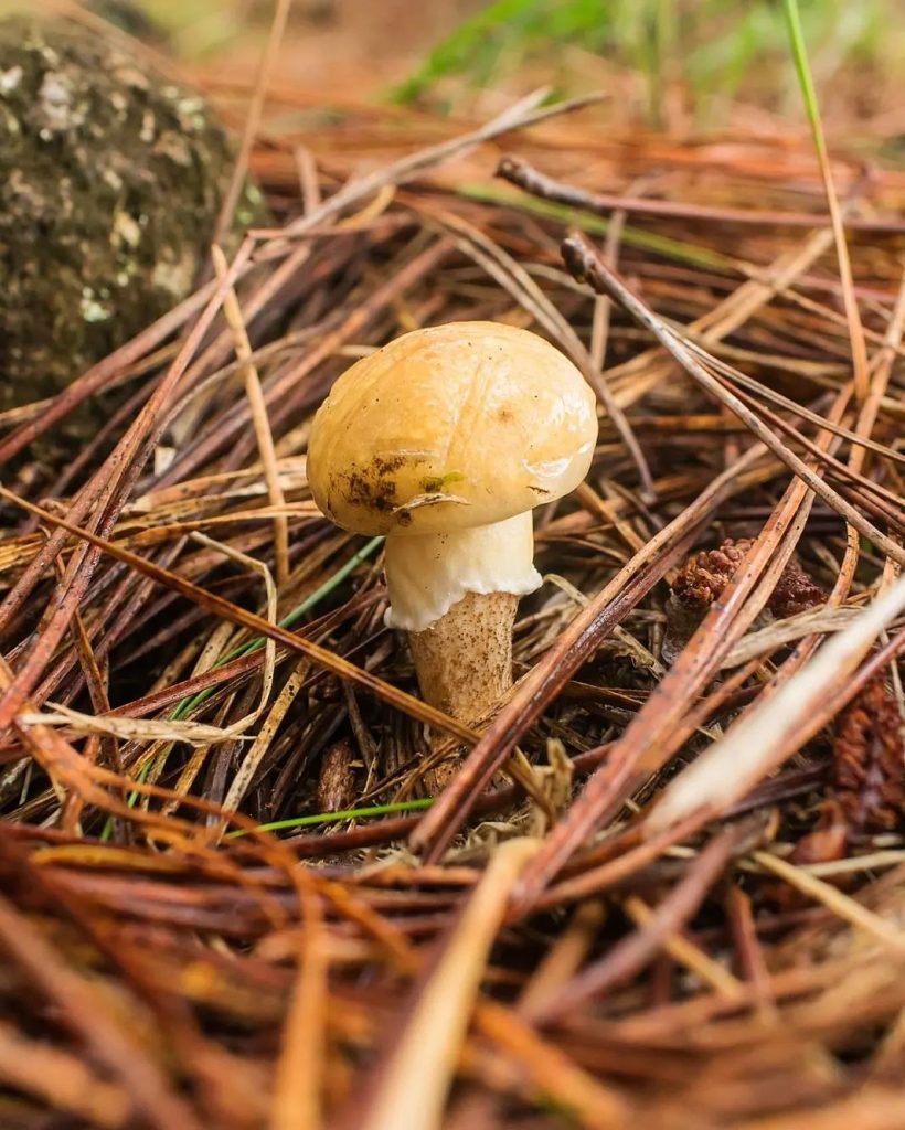 Cogumelo Suillus salmonicolor jovem