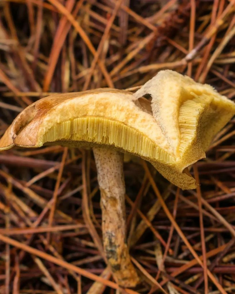 Cogumelo Suillus salmonicolor na Serra Gaúcha