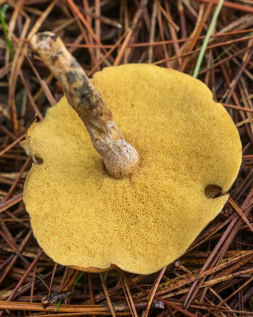 Cogumelo Suillus salmonicolor - himenóforo