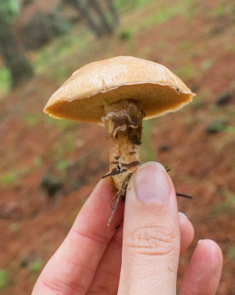 Cogumelo Suillus salmonicolor na Serra Gaúcha