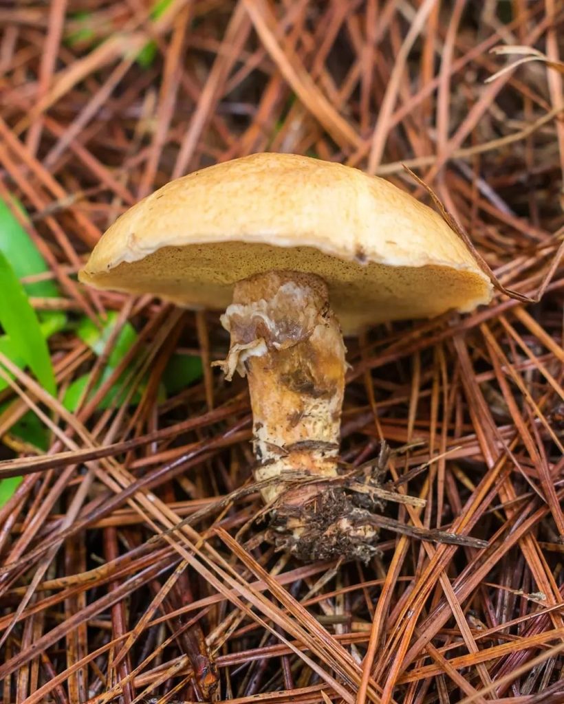 Cogumelo Suillus salmonicolor na Serra Gaúcha