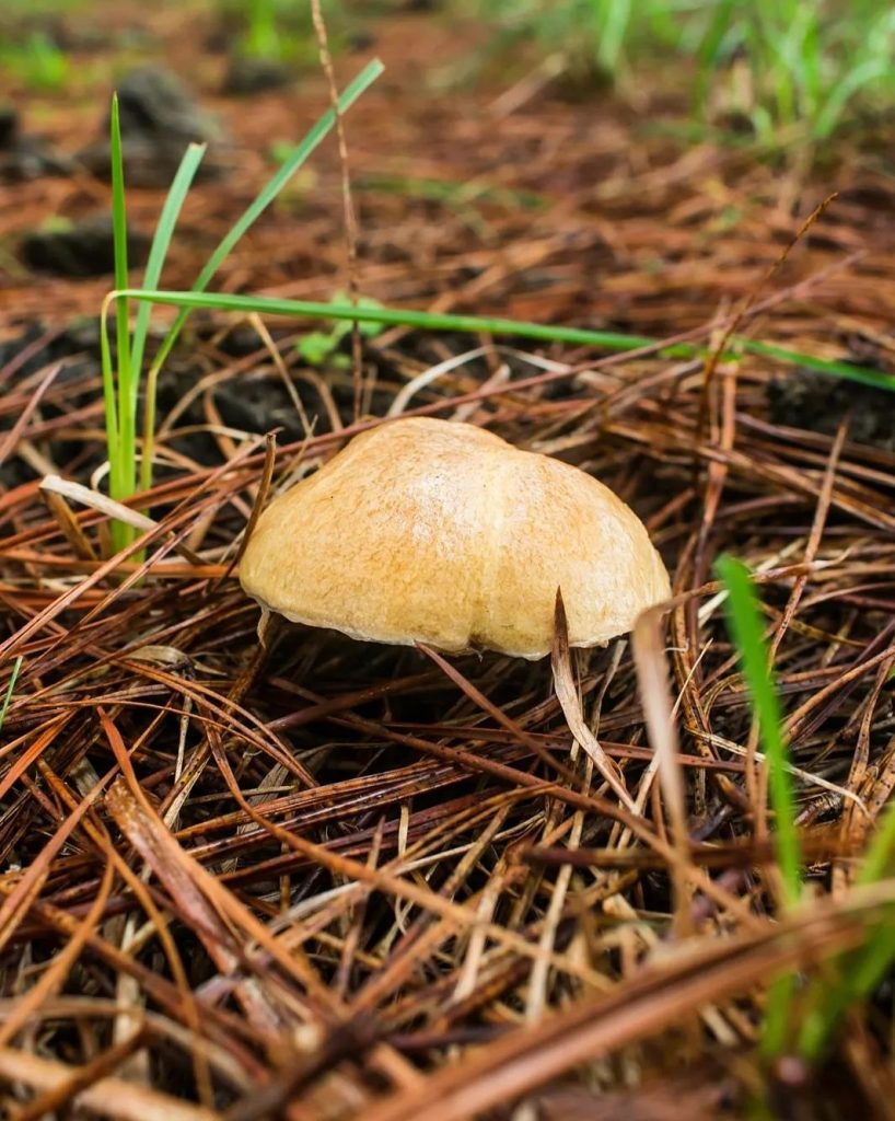 Cogumelo Suillus salmonicolor na Serra Gaúcha