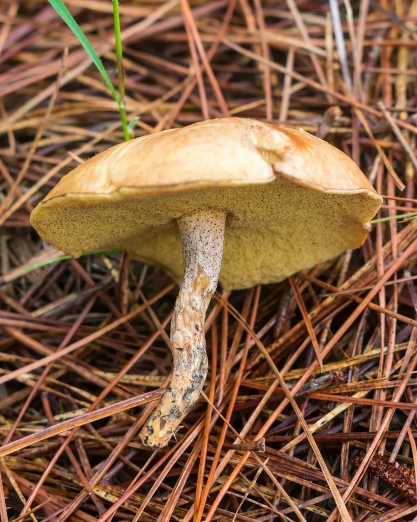 Cogumelo Suillus salmonicolor na Serra Gaúcha