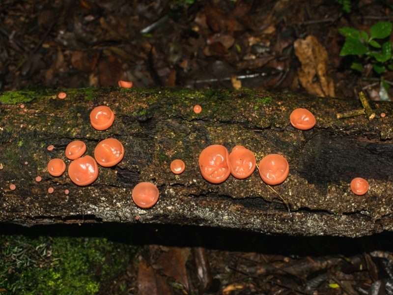 Cookeina venezuelae