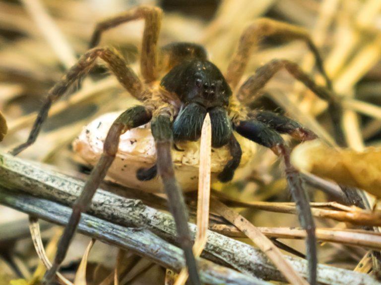 Aranha Ctenus medius na Serra Gaúcha