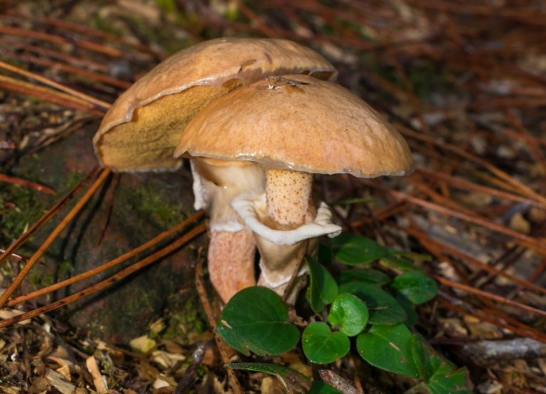 Suillus salmonicolor | Cogumelo selvagem comestível