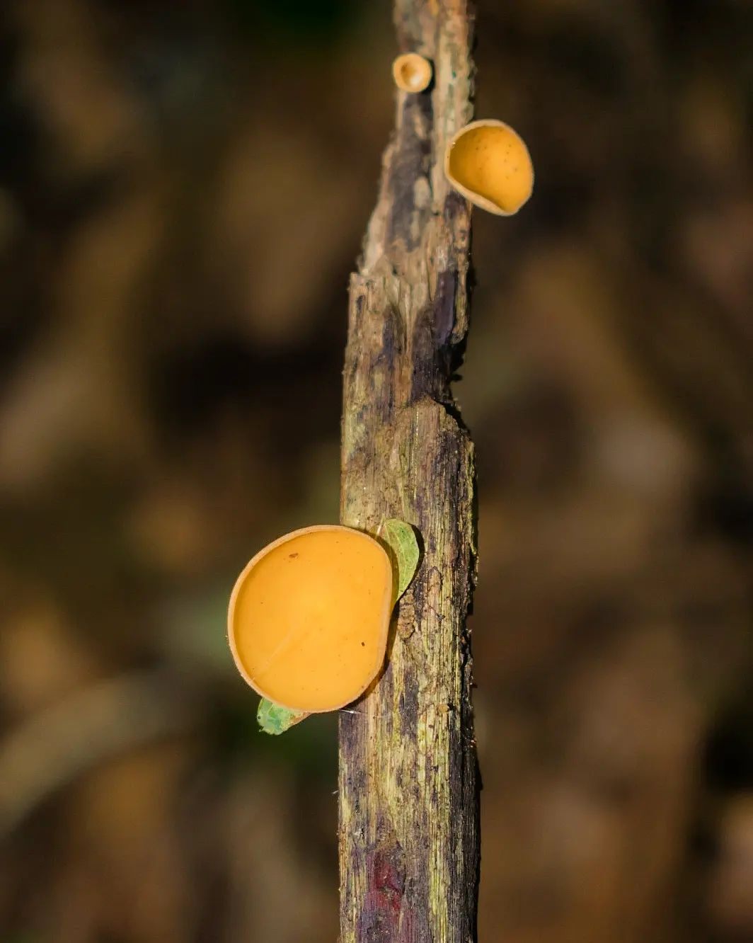 Cookeina colensoiopsis