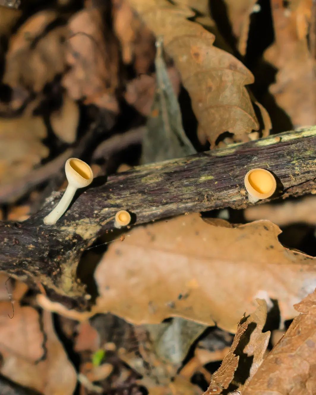 Cookeina colensoiopsis