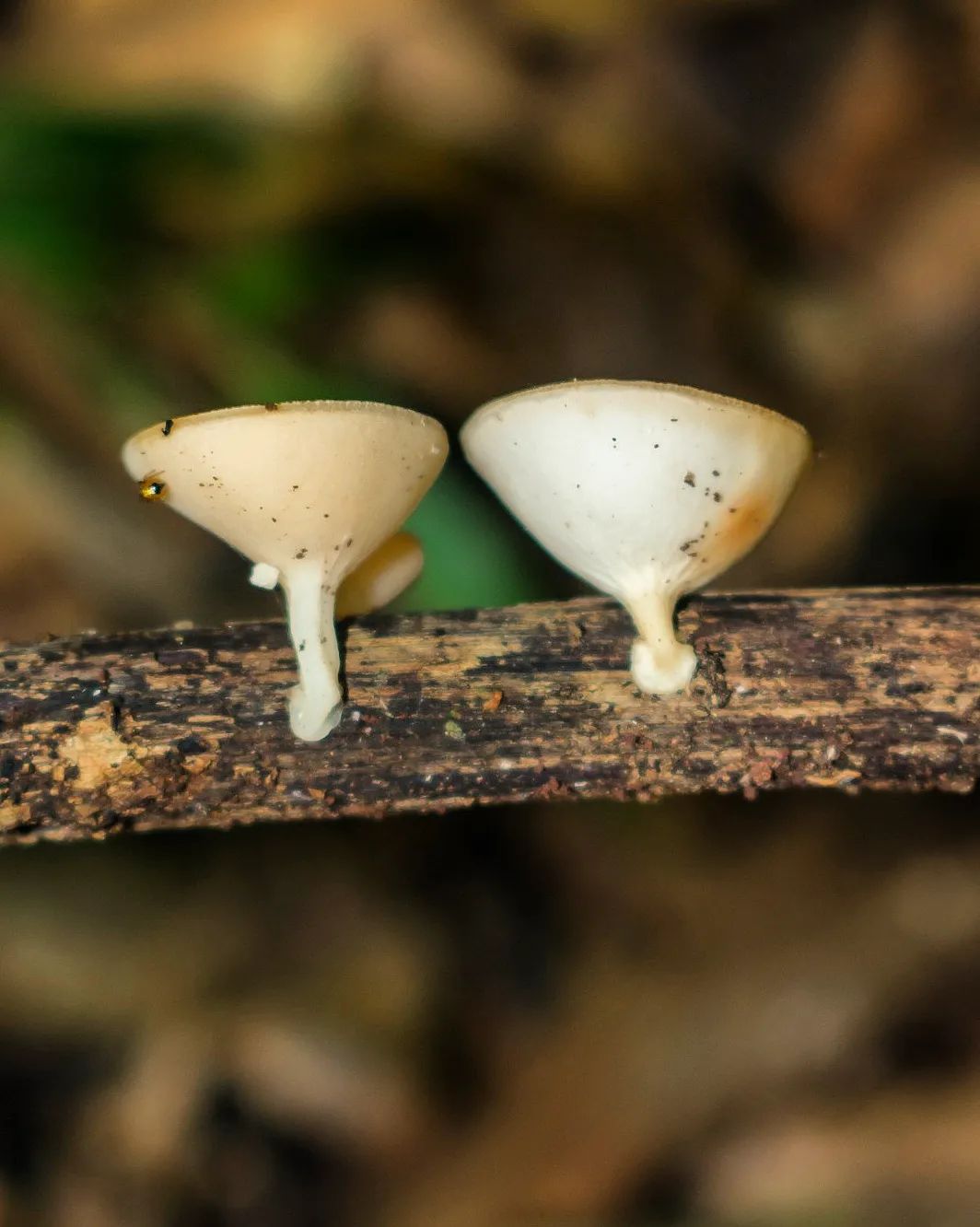 Cookeina colensoiopsis