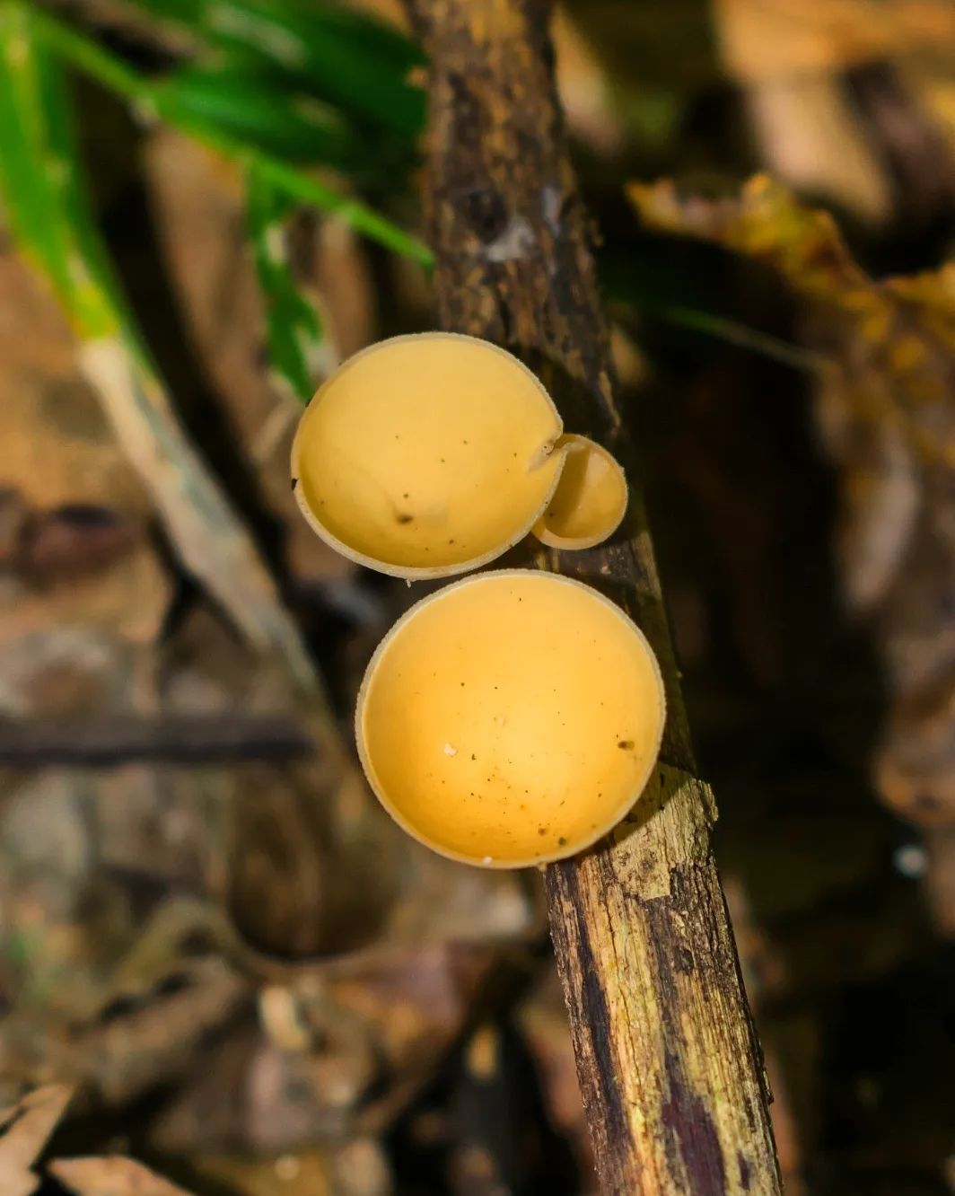 Cogumelo Russula sardonia no Brasil Cookeina colensoiopsis