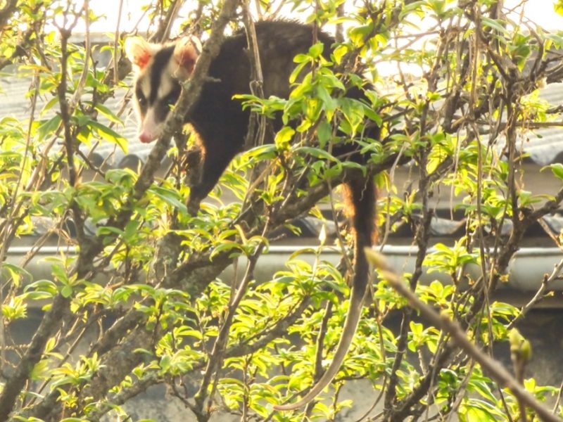 Gambá-de-orelha-branca | Didelphis albiventris na Serra Gaúcha