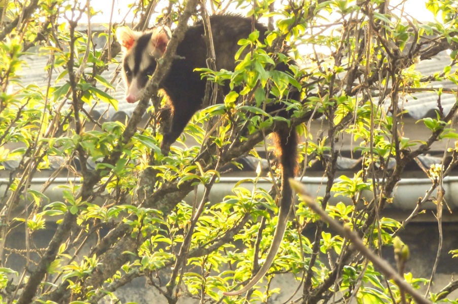 Gambá-de-orelha-branca | Didelphis albiventris na Serra Gaúcha