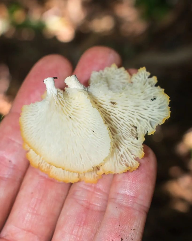 Favolus brasiliensis na Serra Gaúcha