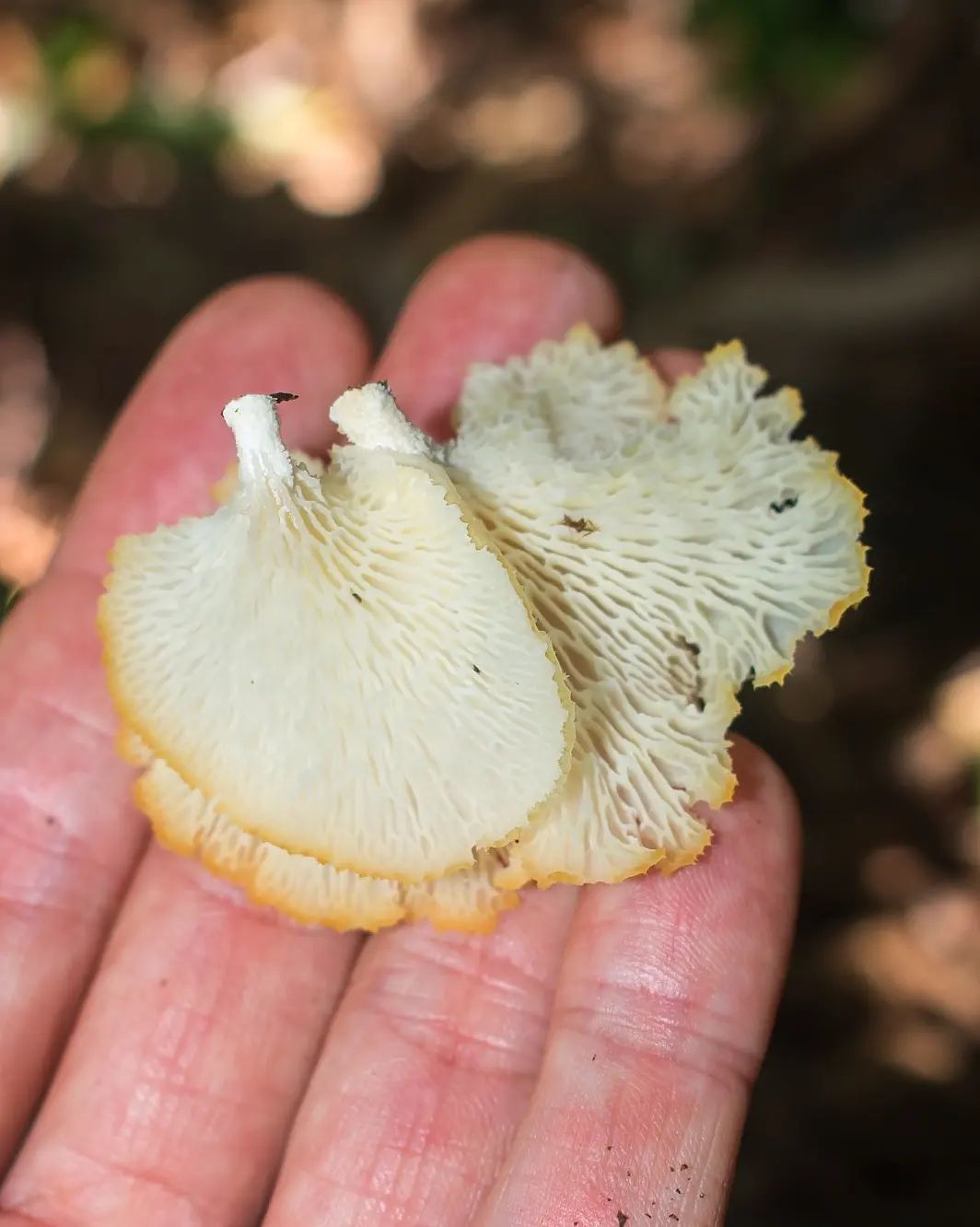 Cogumelo Comest Vel Favolus Brasiliensis Na Serra Ga Cha