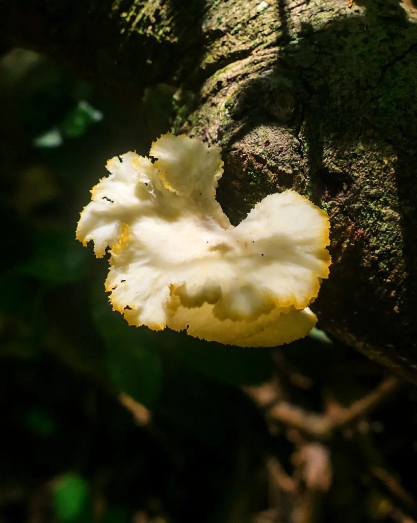 Favolus brasiliensis na Serra Gaúcha