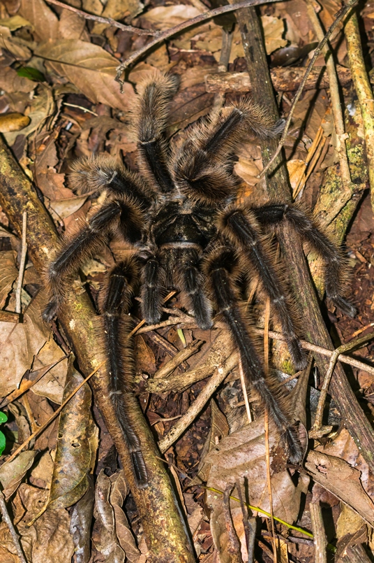 Tarântula Grammostola