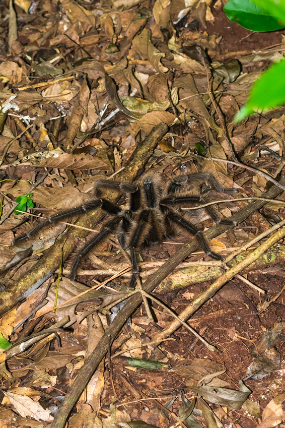 Tarântula Grammostola