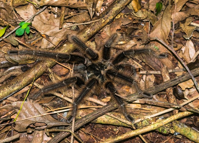 Grammostola sp. | Tarântula na Serra Gaúcha