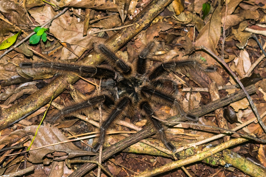 Grammostola sp. | Tarântula na Serra Gaúcha