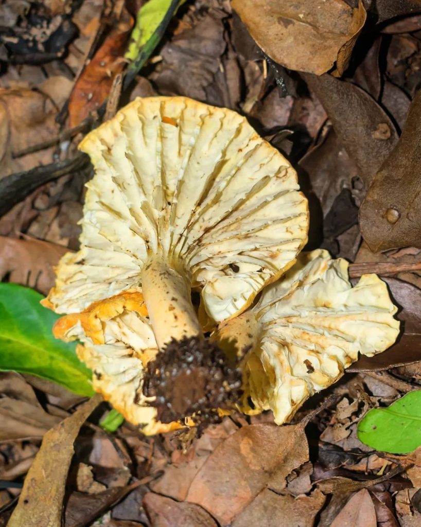 Cogumelo Lactifluus na Serra Gaúcha