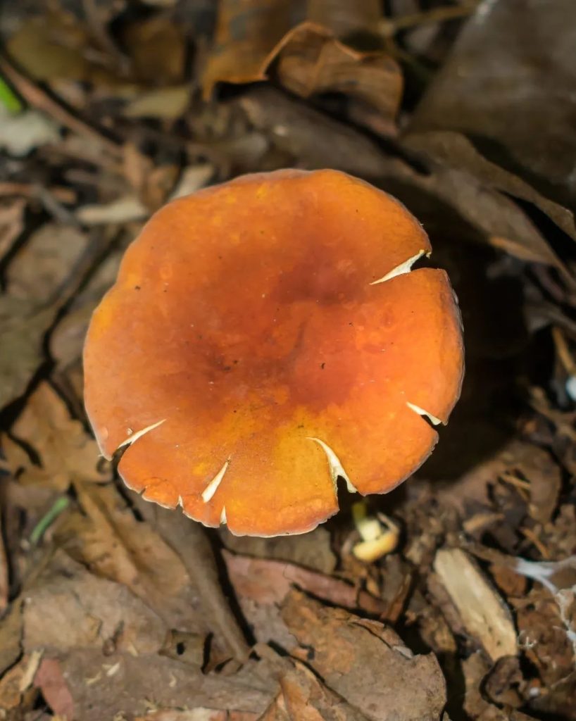 Cogumelo Lactifluus na Serra Gaúcha