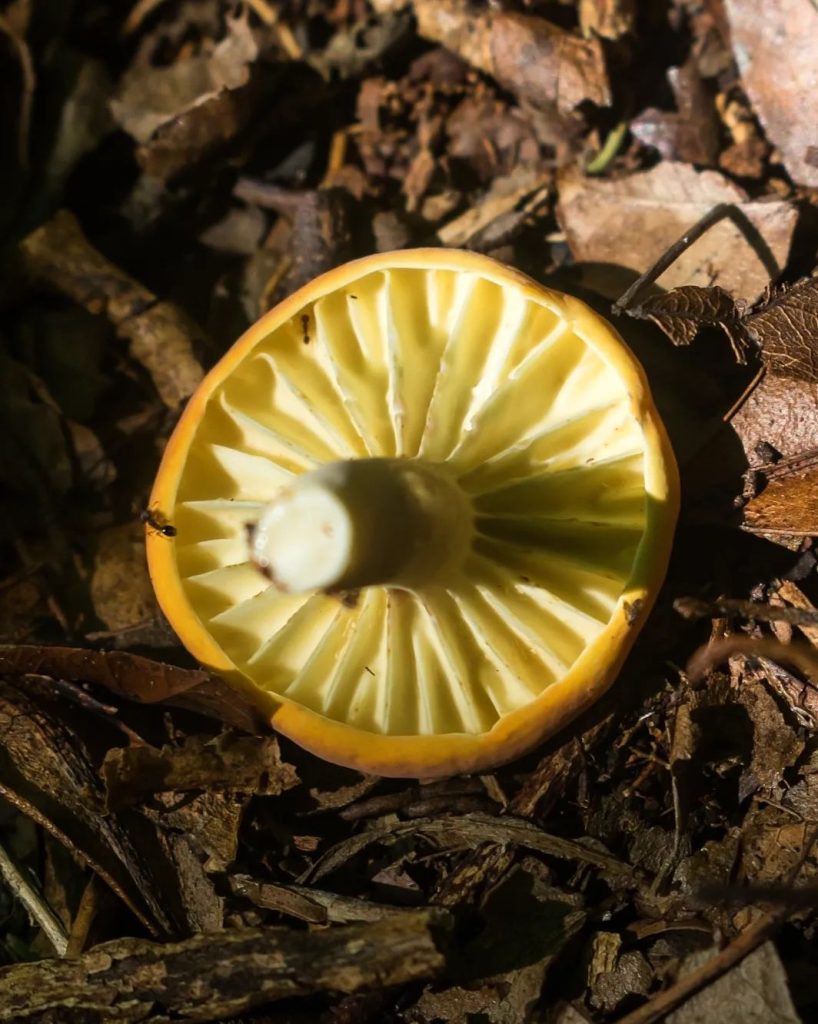 Cogumelo Lactifluus na Serra Gaúcha