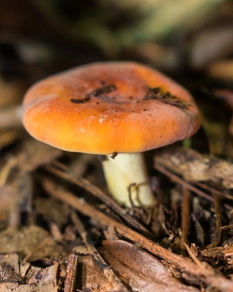 Cogumelo Lactifluus na Serra Gaúcha