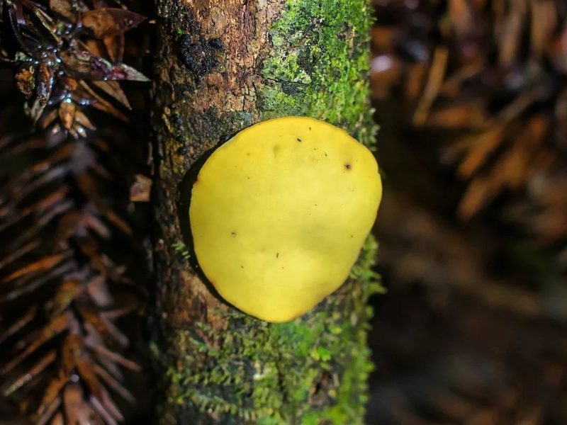 Phillipsia olivacea | Fungo raro na Serra Gaúcha