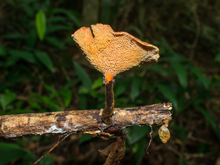 Polyporus guianensis | Cogumelo na Serra Gaúcha