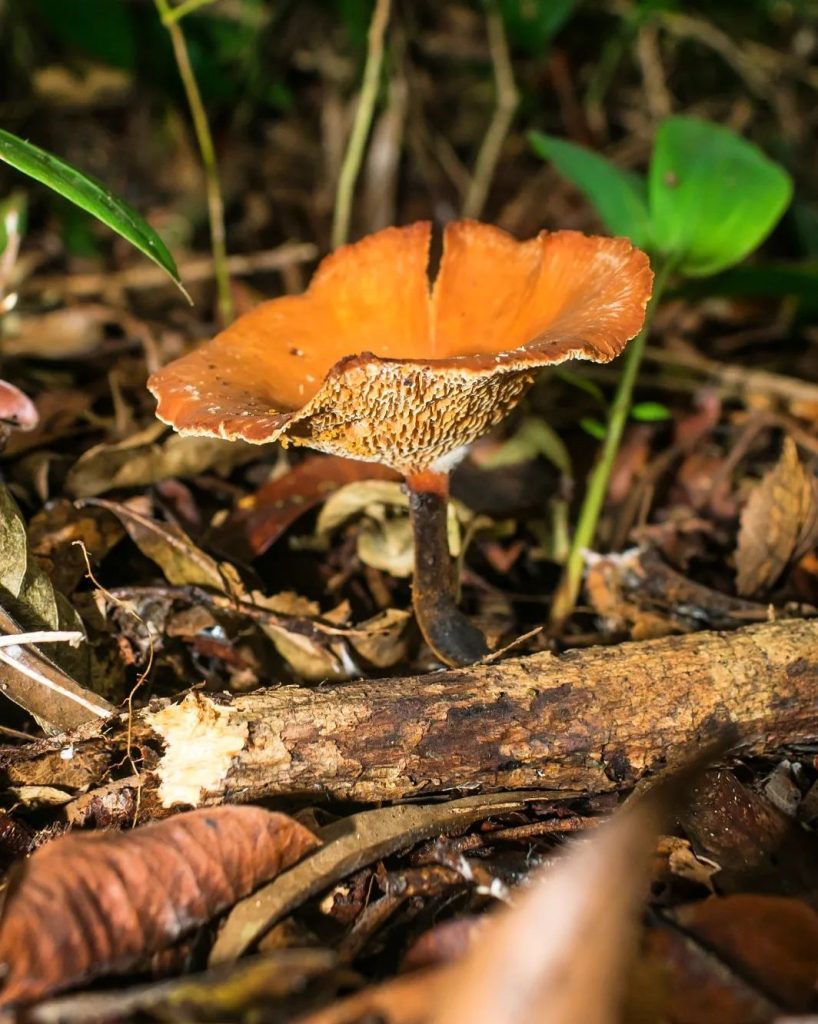 Polyporus guianensis na Serra Gaúcha