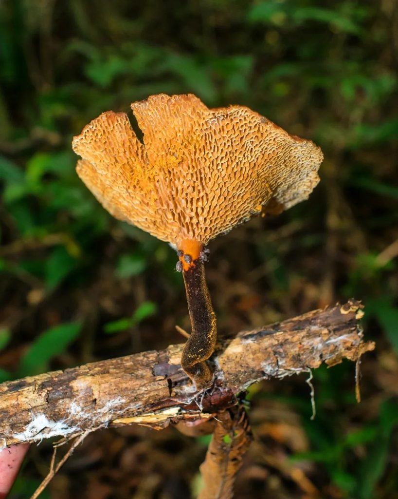 Polyporus guianensis velho