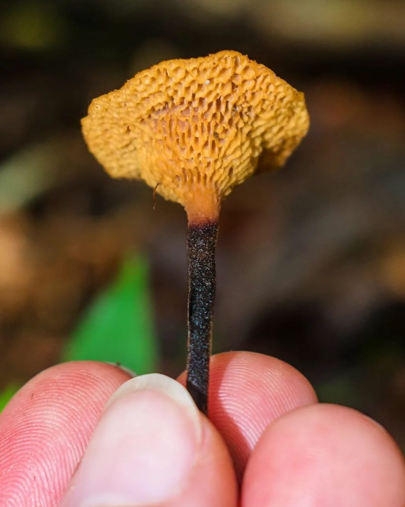 Polyporus guianensis - himenóforo com poros