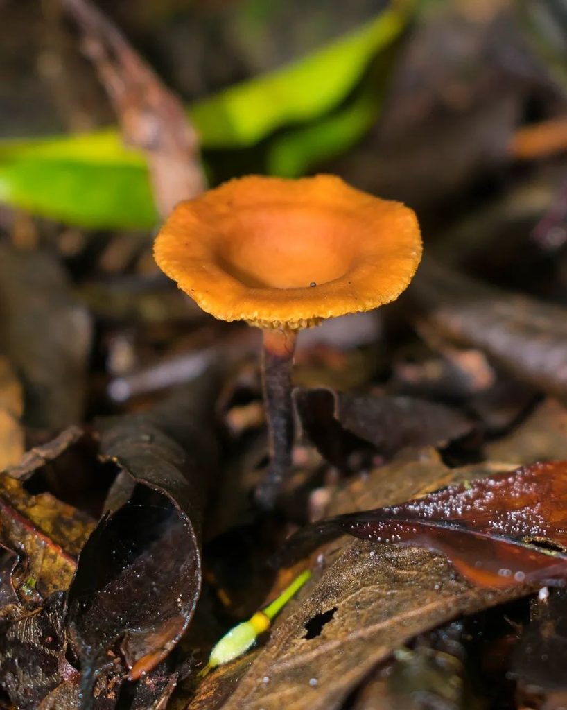 Polyporus guianensis